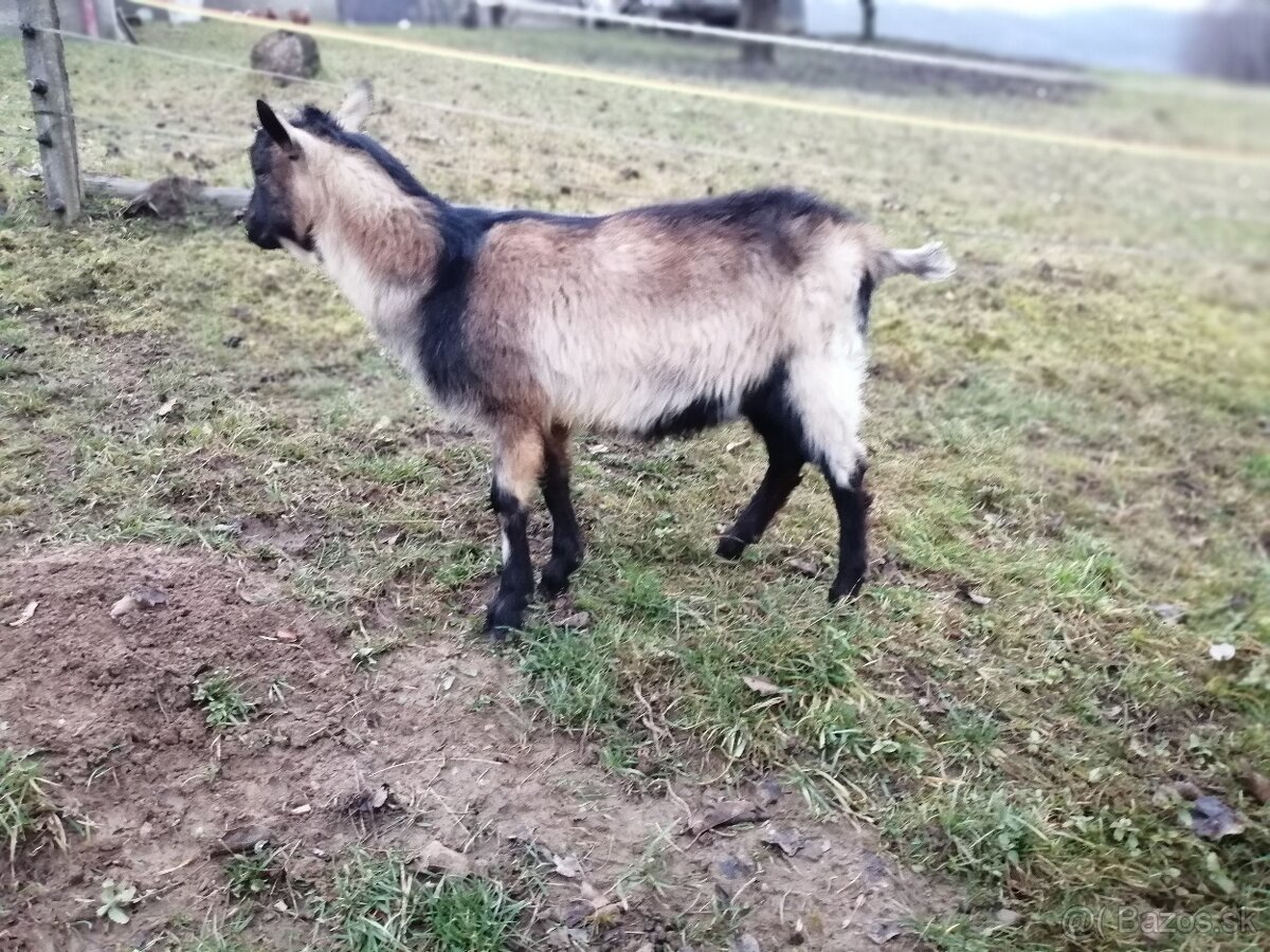 na predaj bezrohý cap do chovu - 3