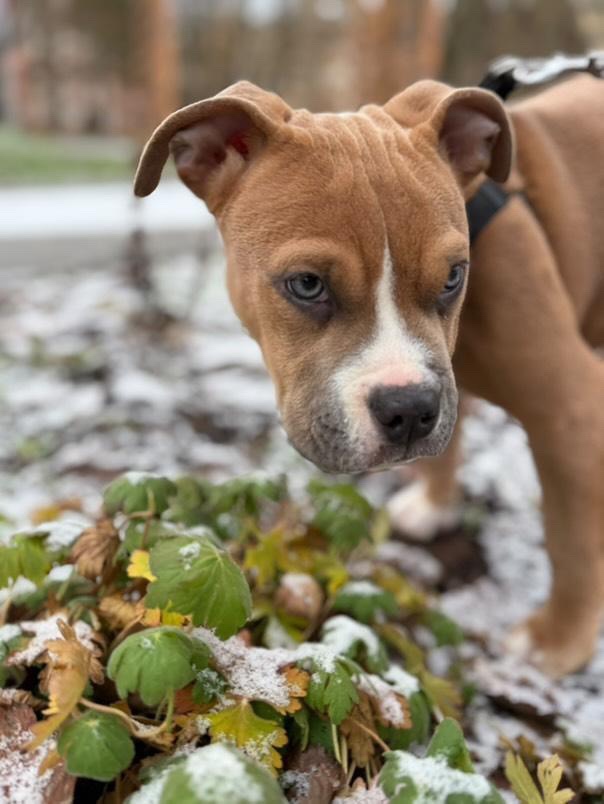 Americký Staford - 3