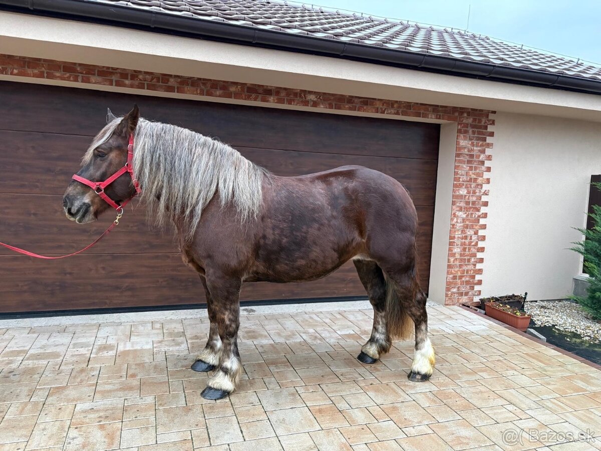 BRETÓNSKA KOBYLA - 3