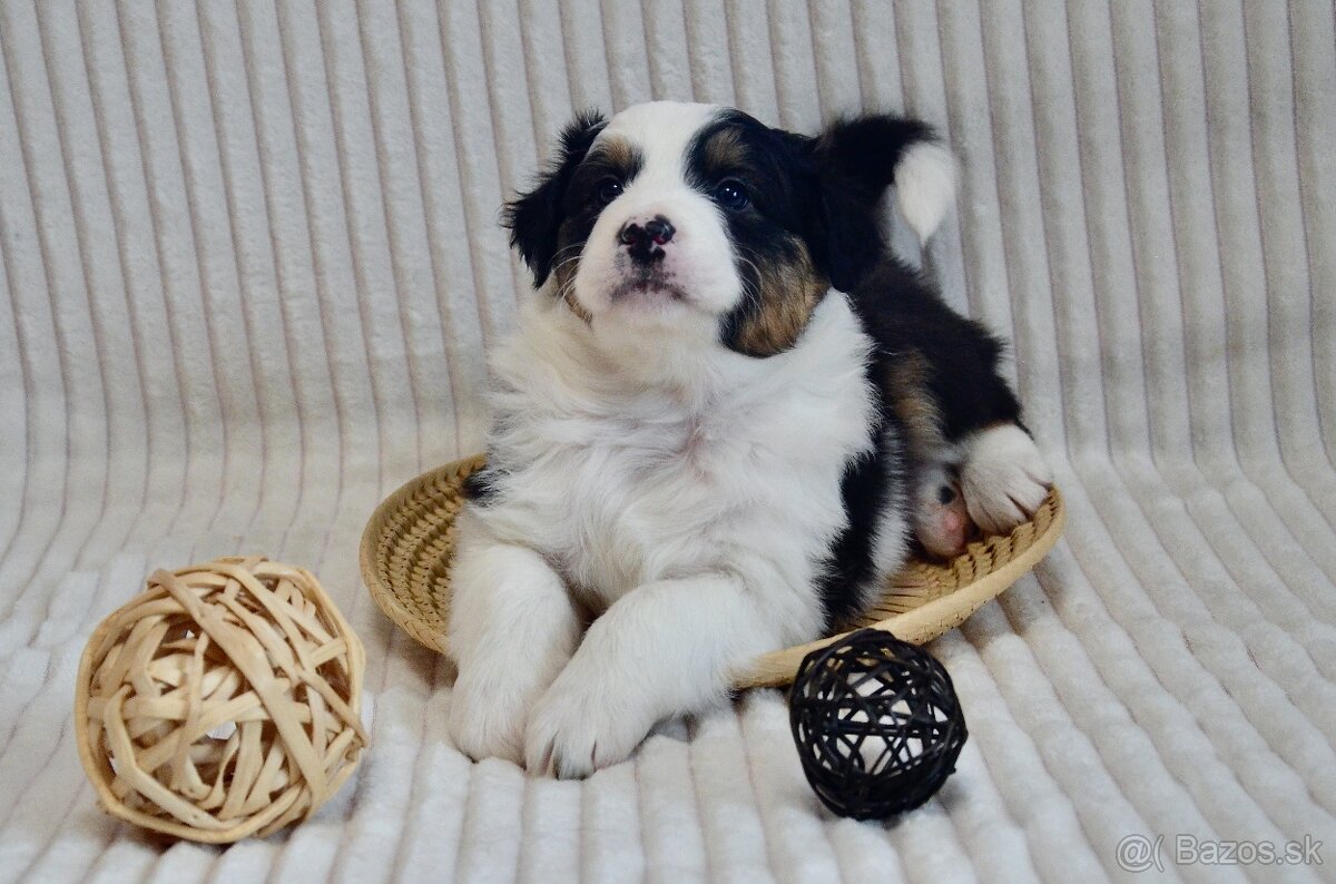 Australský ovčák - štěňátka s PP - 3