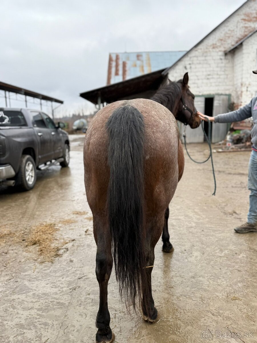 Kobyla Quarter horse - 3