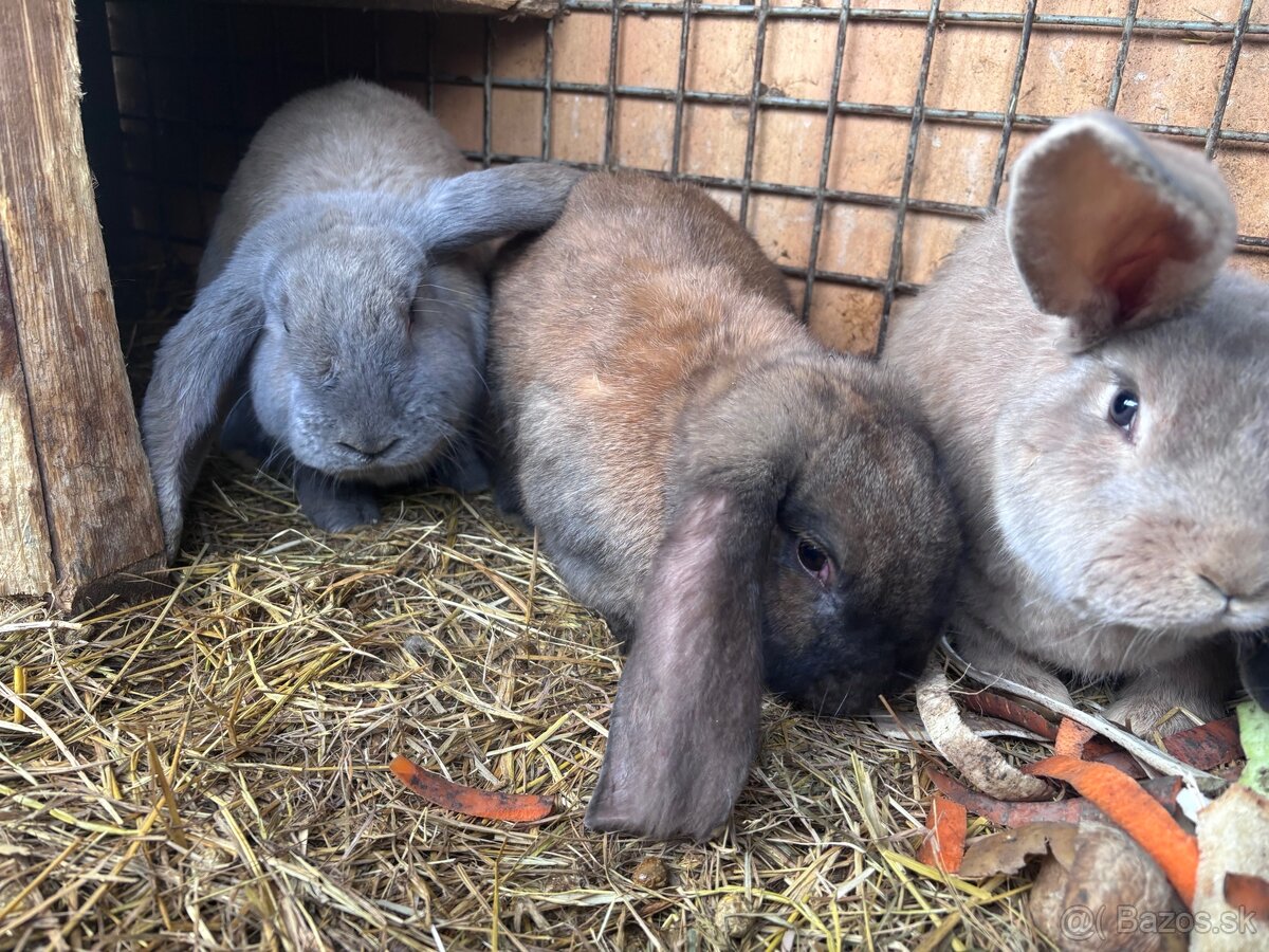 Francúzsky baran - 3