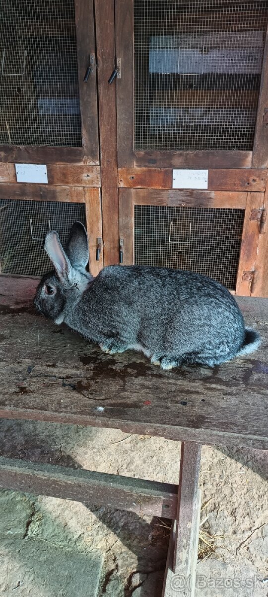 Činčila veľká - 3