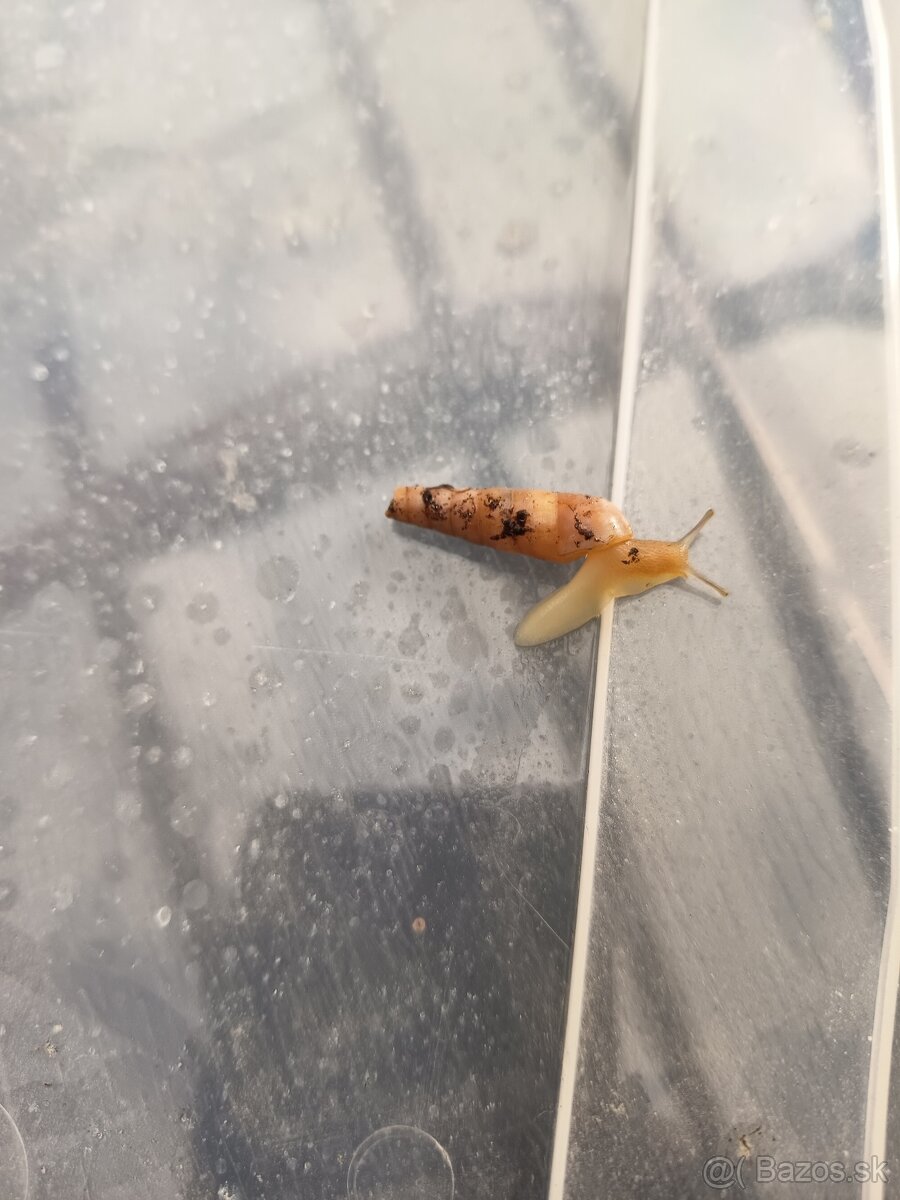 Rumina Saharica Rhodos 🐌 - 3