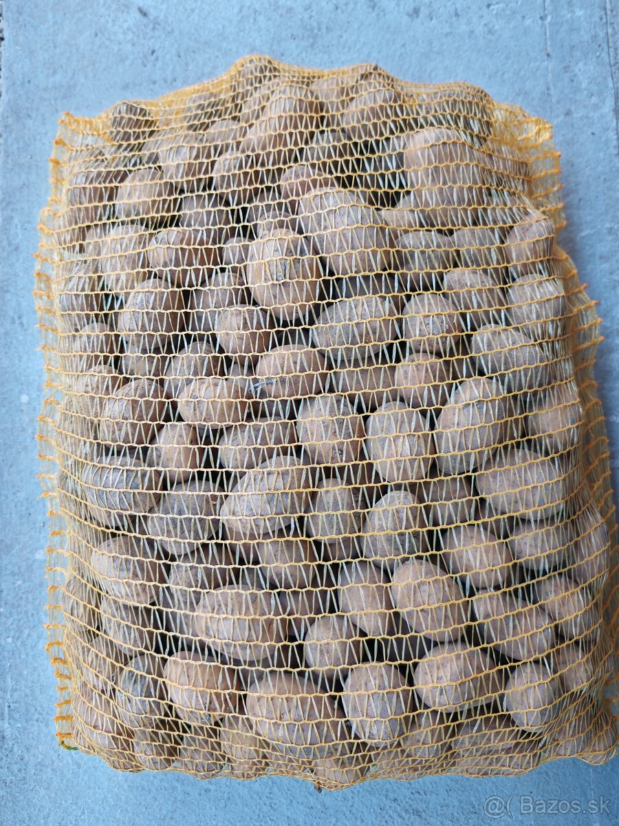 Sadbové zemiaky SUNITA - 3