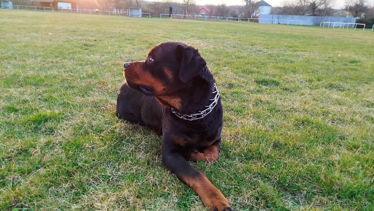 Rottweiler na krytie - 3