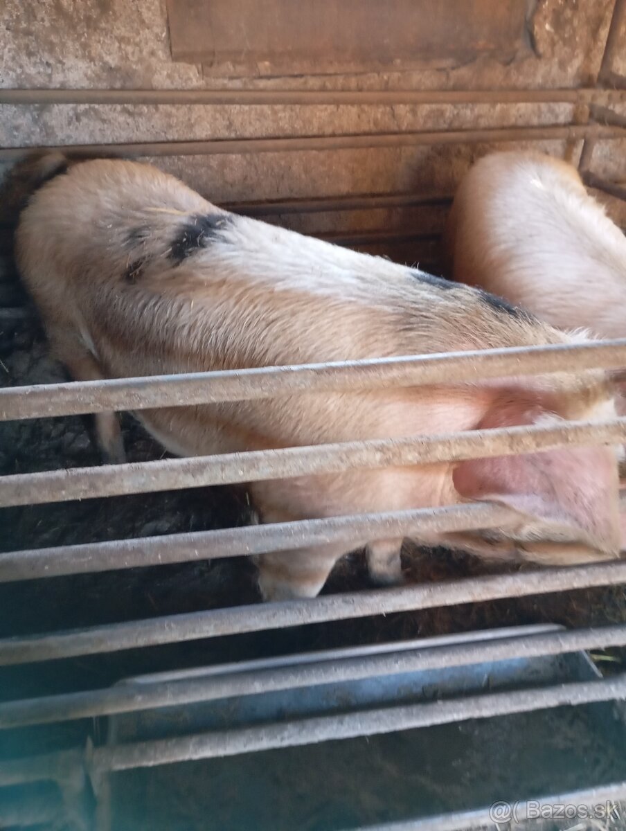 Predám ošípanu - 3