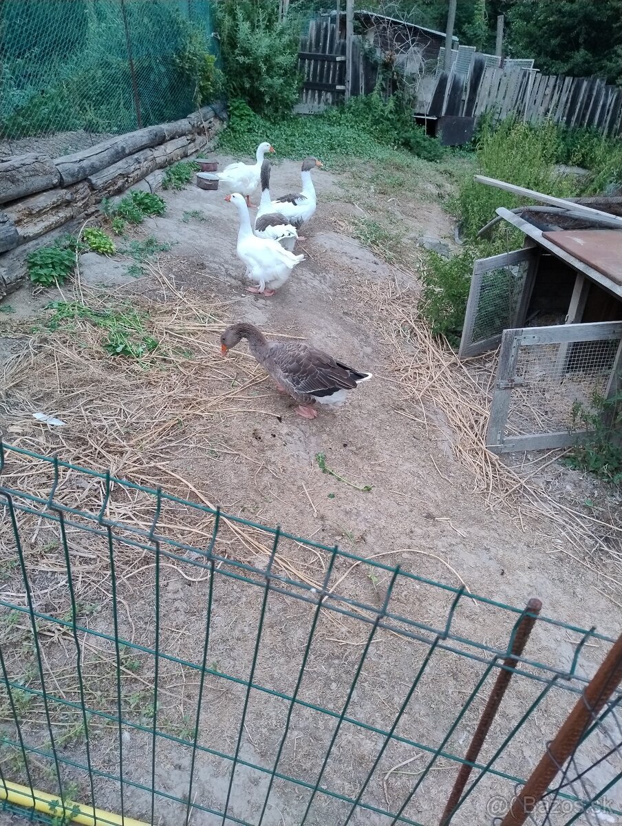 Predám husky - 3