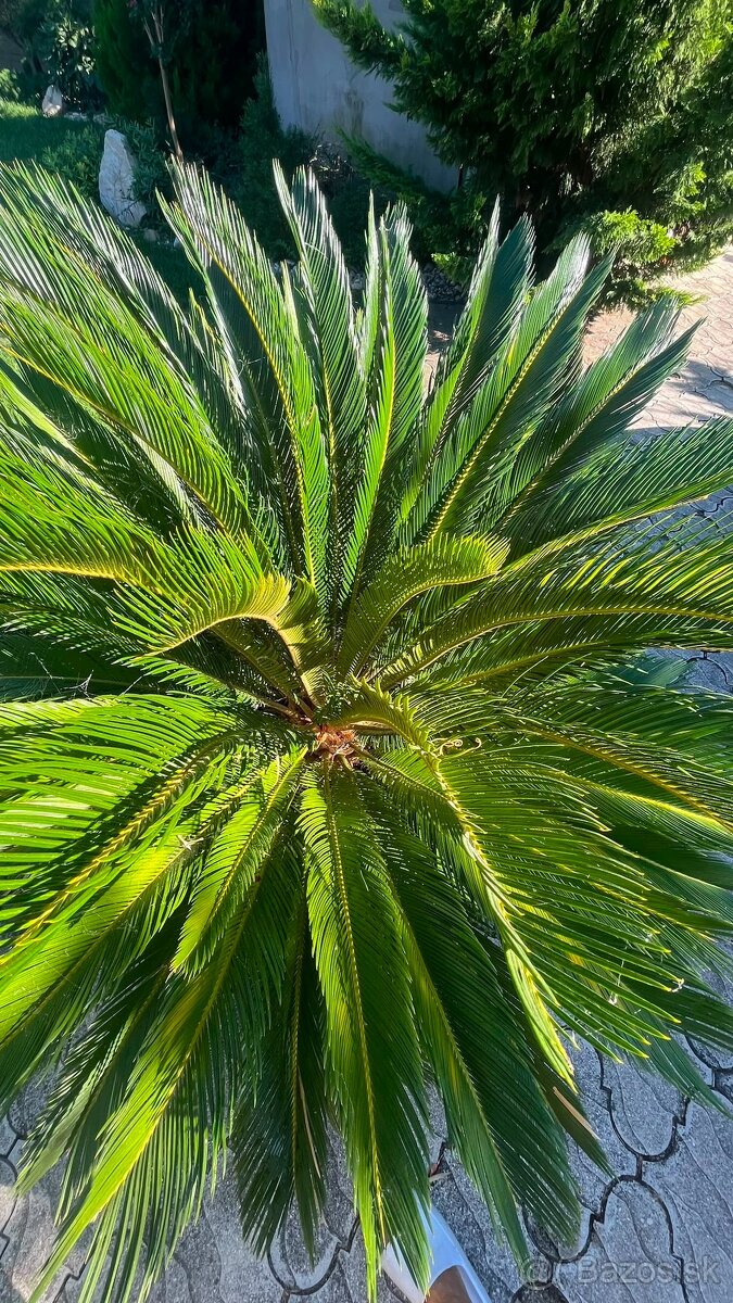 Predám palma Cycas revoluta - 3