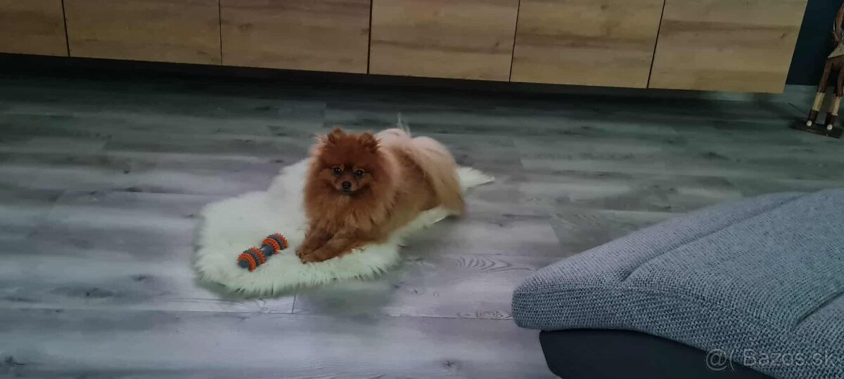 Pomeranian ( krytie) - 3