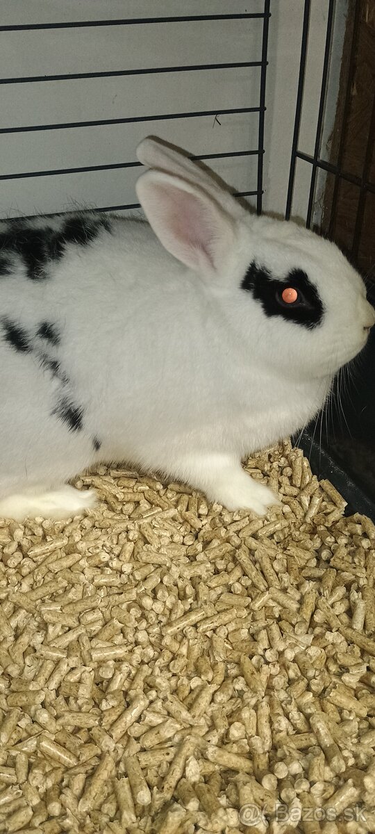 Zakrslý králik - 3