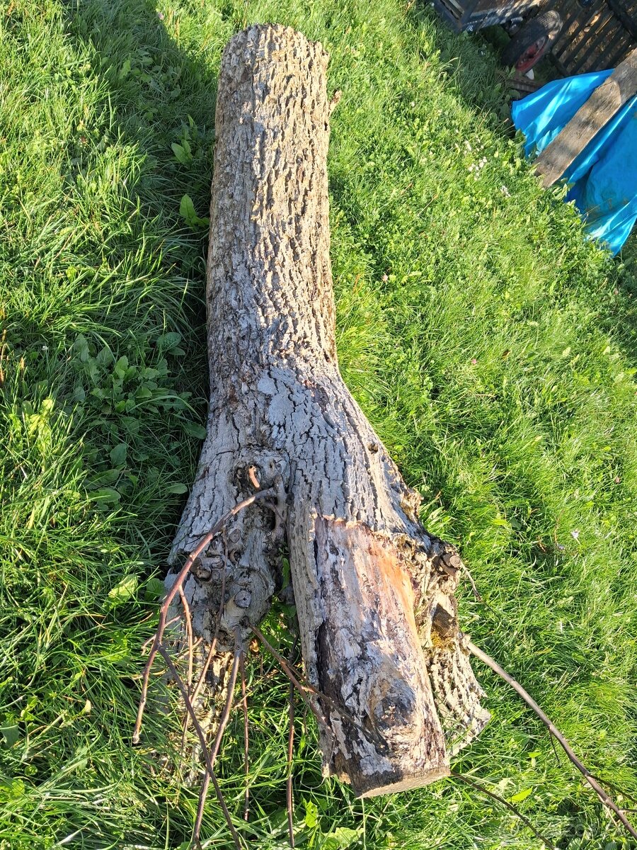 Drevo, drevené klady - 3