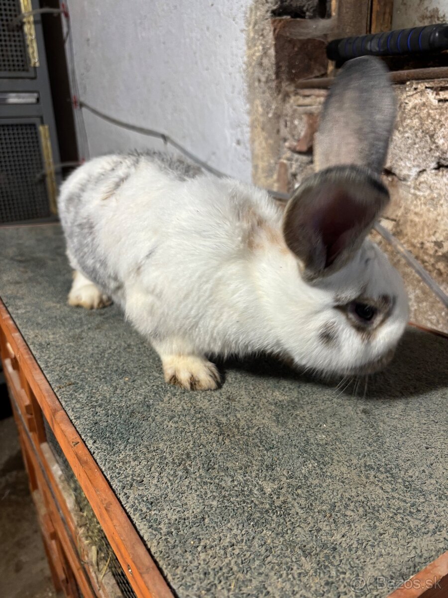 Predám zajace - 3