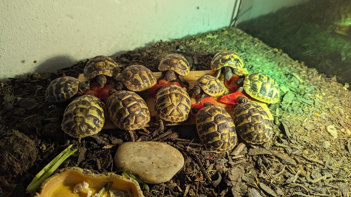 Suchozemska korytnačka zelenkasta - 3