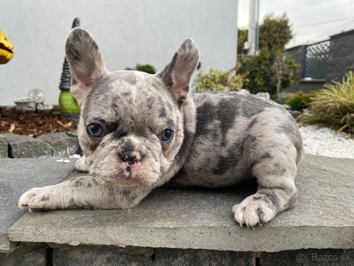 Francuzsky buldoček - 3