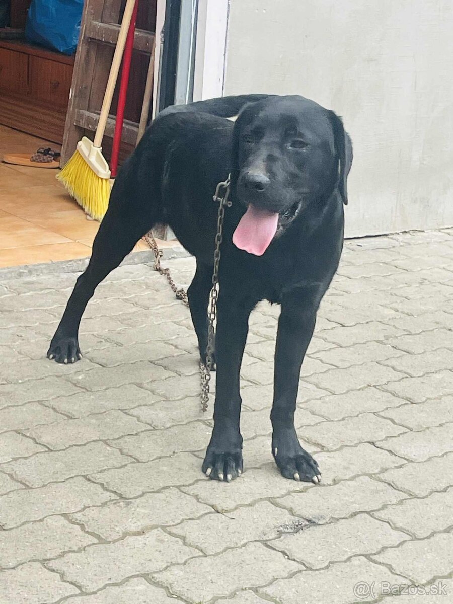 Čistokrvný labrador - 3