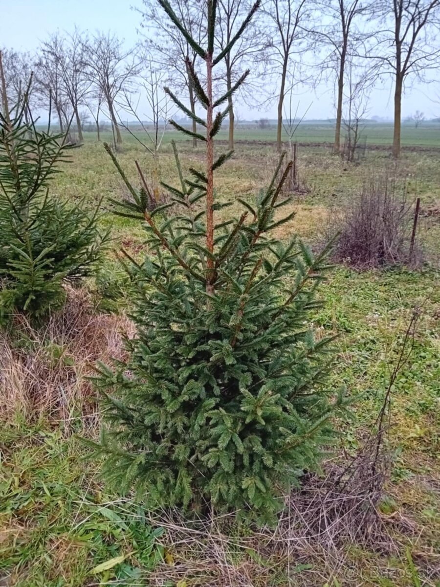 VIANOCNY ZIVY STROMCEK - 3