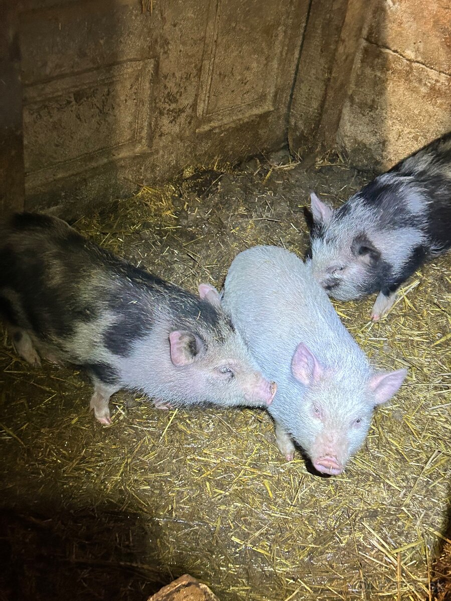 Vietnamske prasiatka - 3