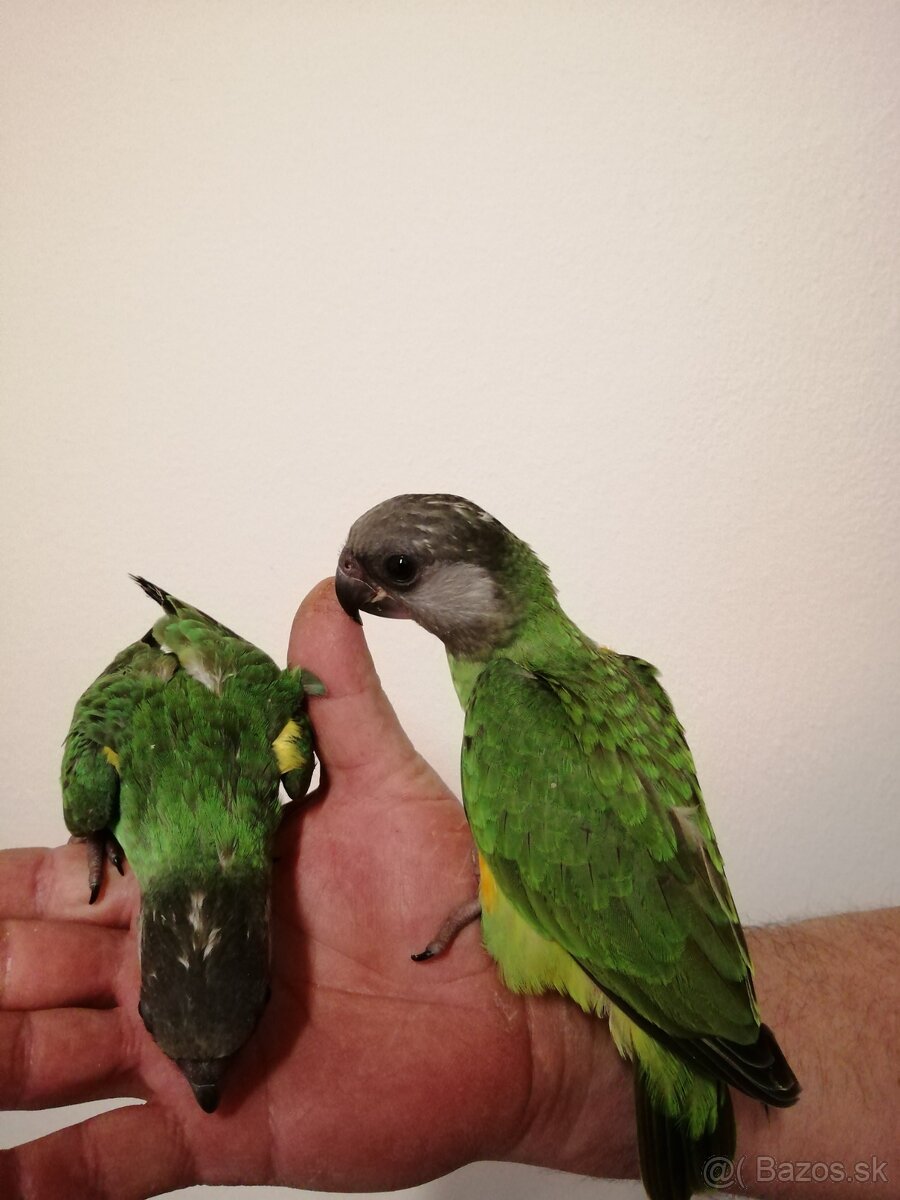 Papagáj senegalsky - 3