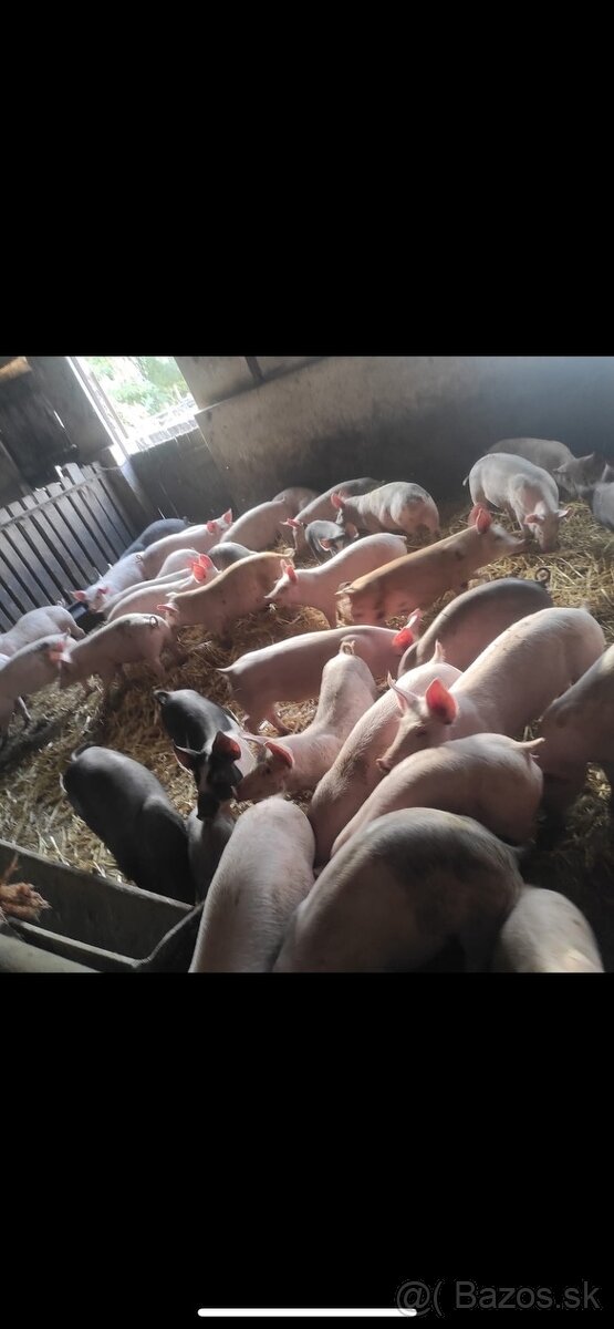 Predám prasatá aj prasiatka - 3