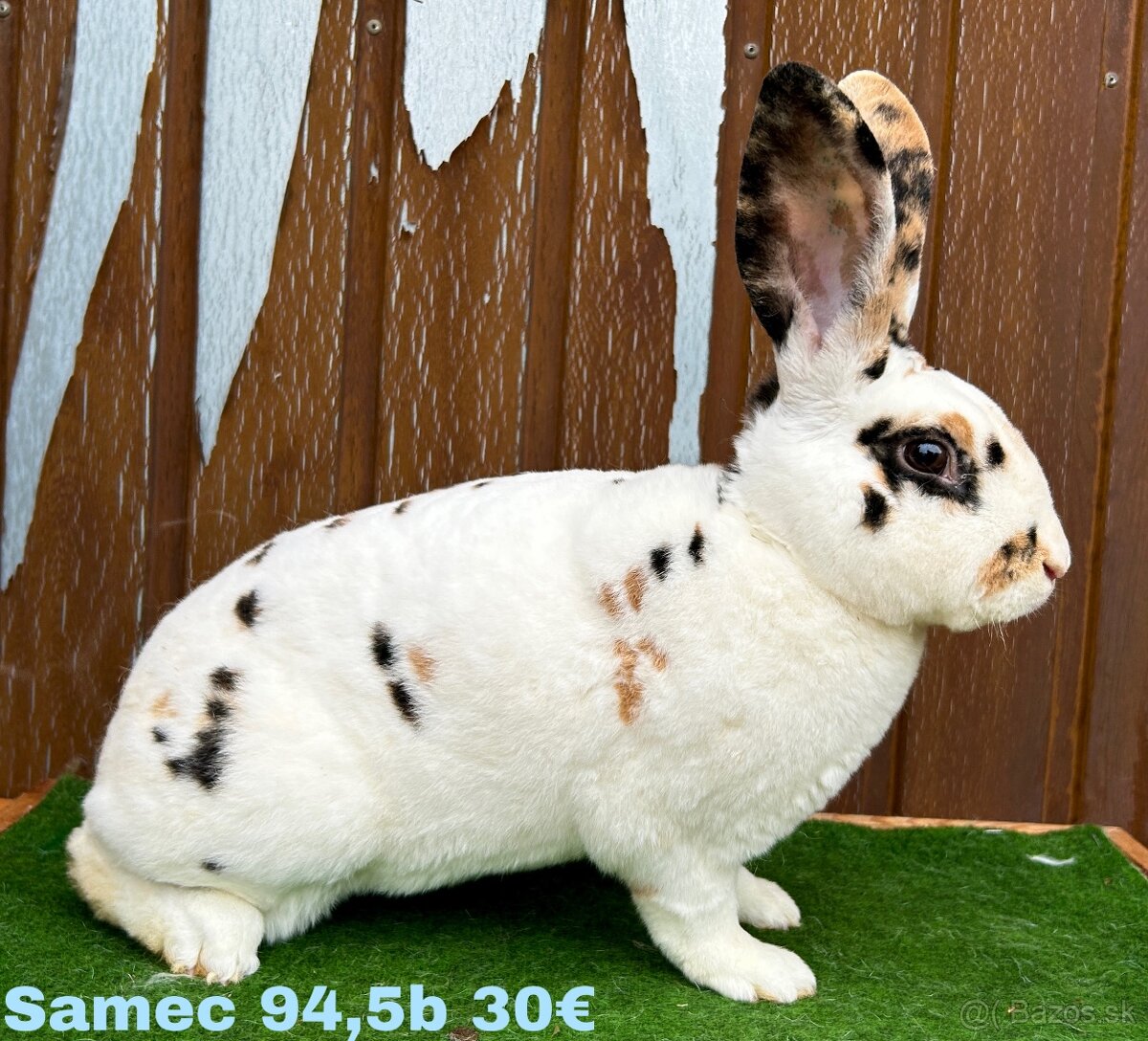 Dalmatínsky REX s PP - 3