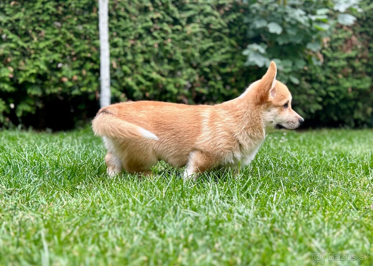 Welsh corgi pembroke s PP - 3