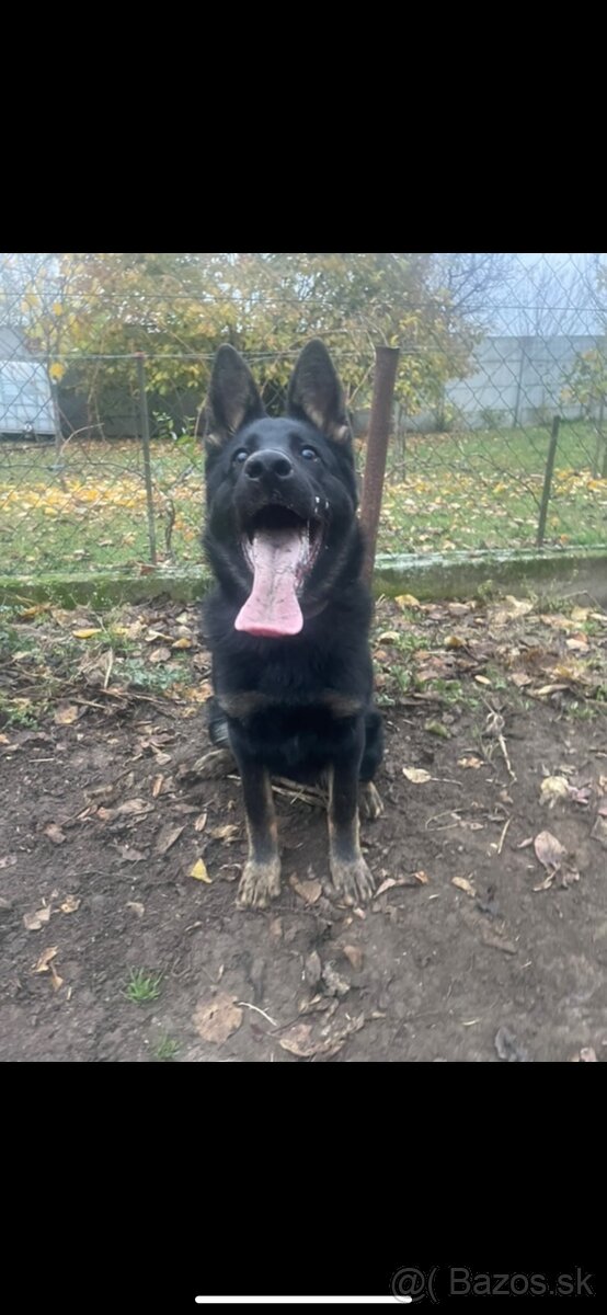 Nemecký ovčiak s pp - 3