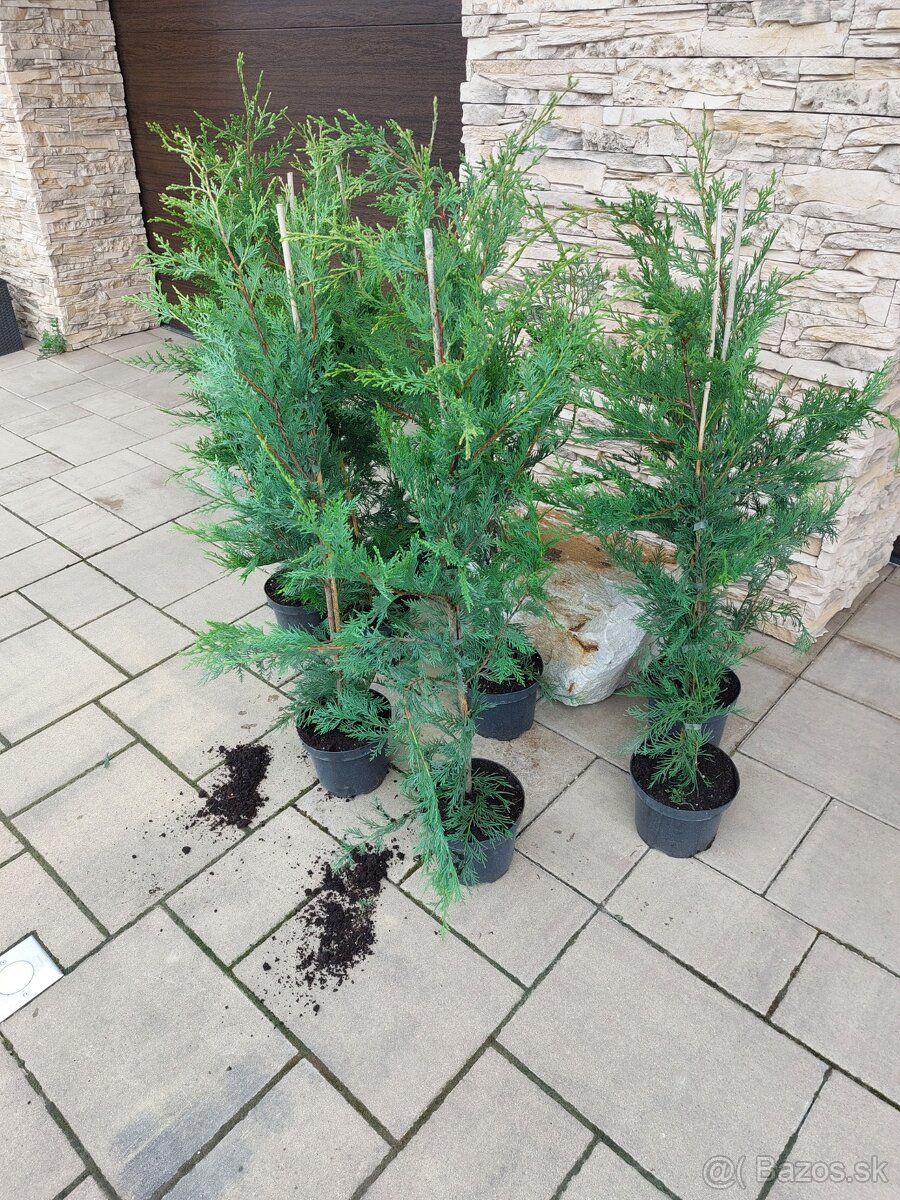 Cyprusovec leylandský (Cupressocyparis leylandii) - 3