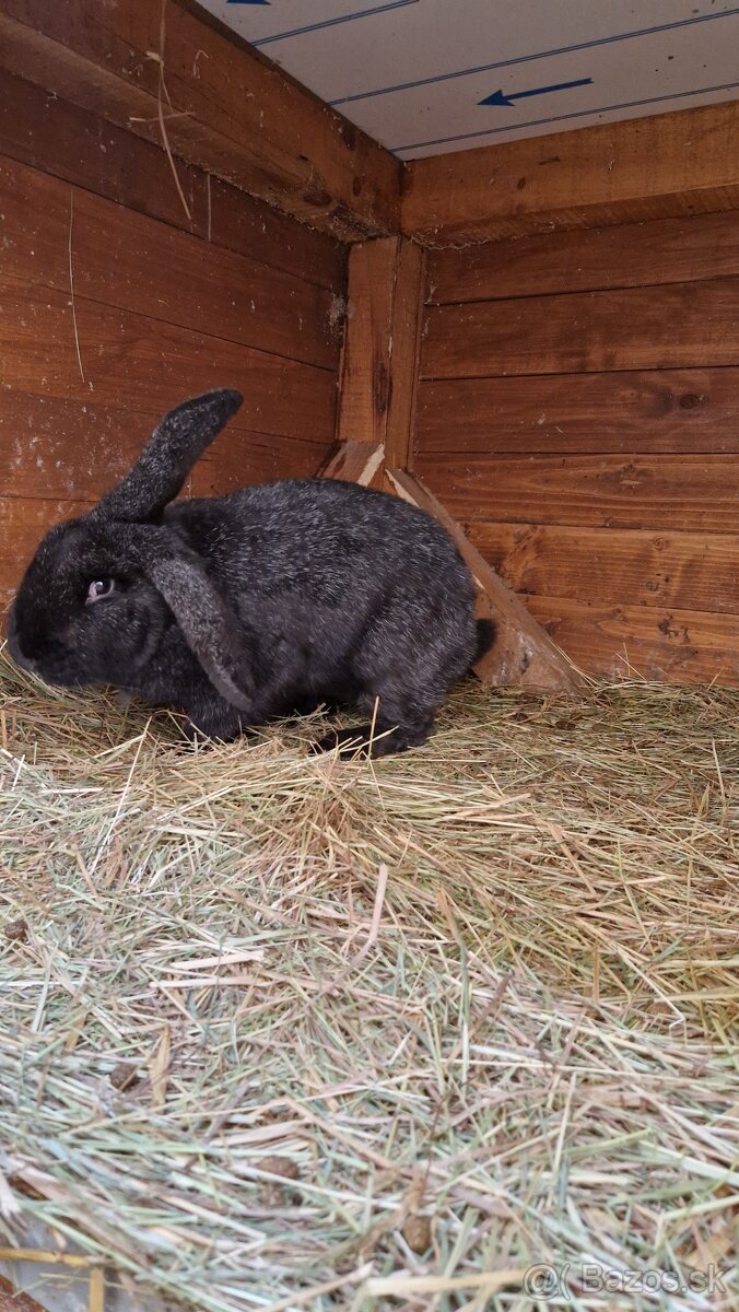 Predám mladú samicu - 3