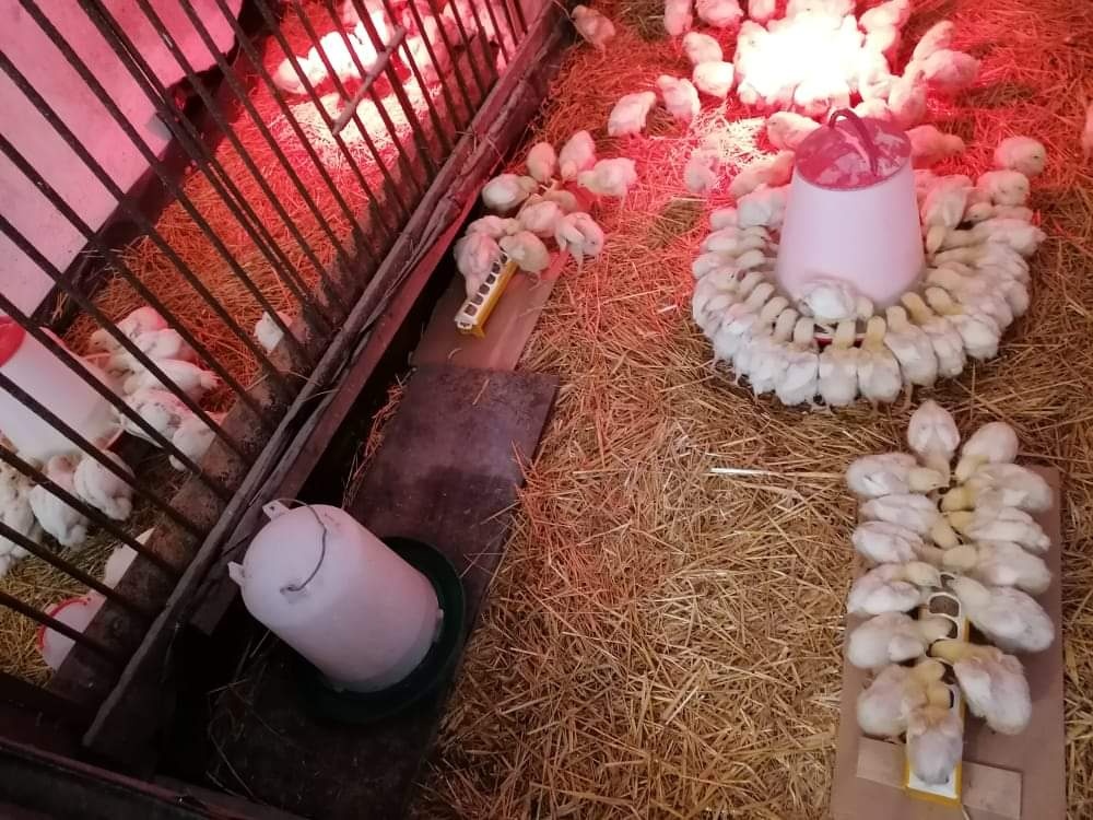 Brojlerove kuriatka - 3