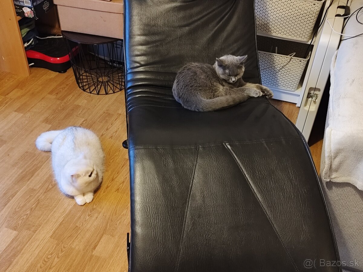 Britský kocúrik - 3