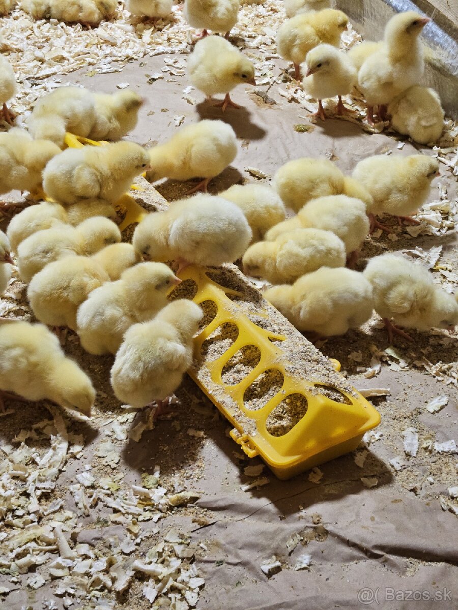 Brojlerové kurčatá - 3
