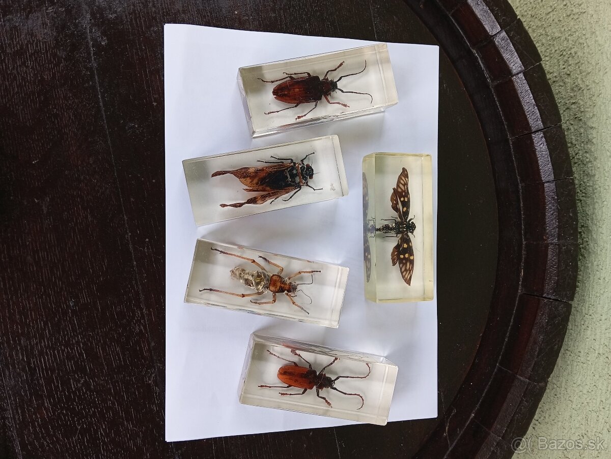 Super Vau zbierka Hmyzu - 3