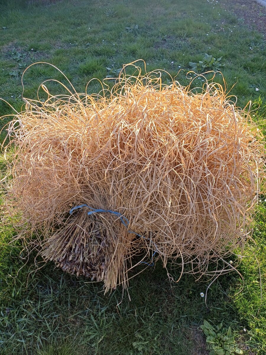 Predám okrasnú trávu - 3