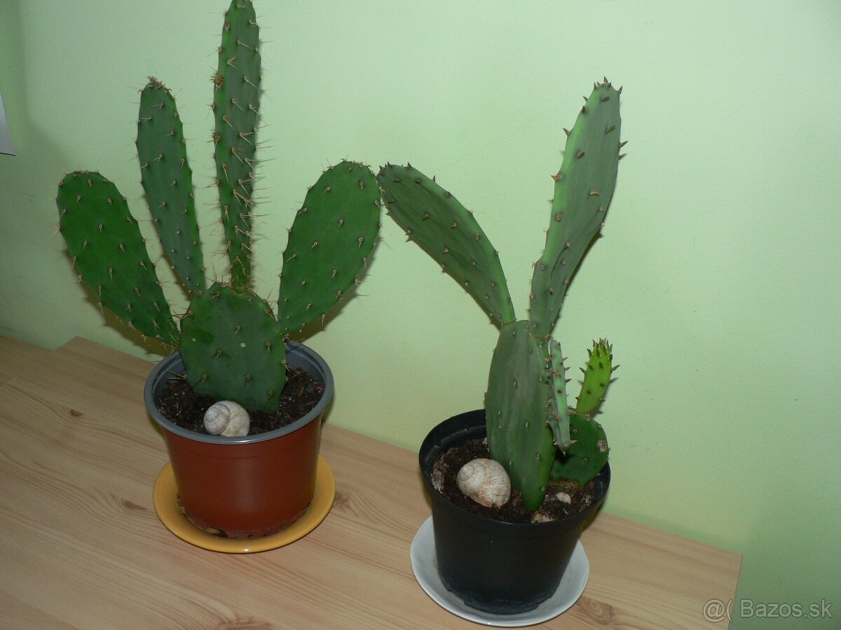 Opuncie 33cm - 3