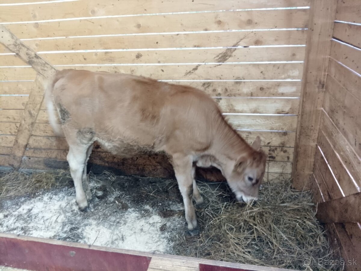 Predám tela - jalovičku - 3