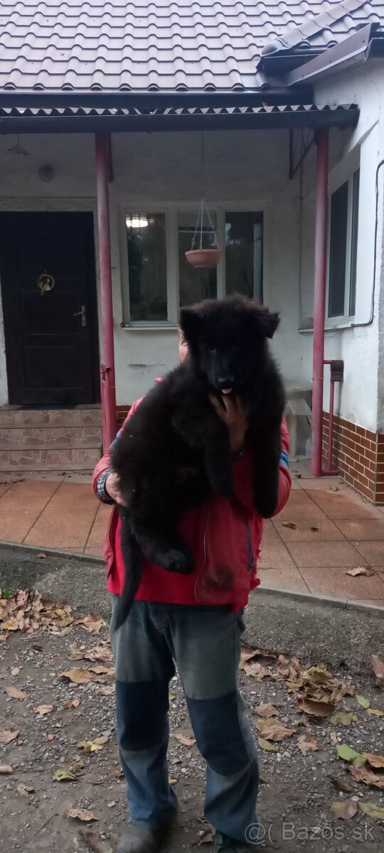 Nemecký ovčiak šteniatka - 3