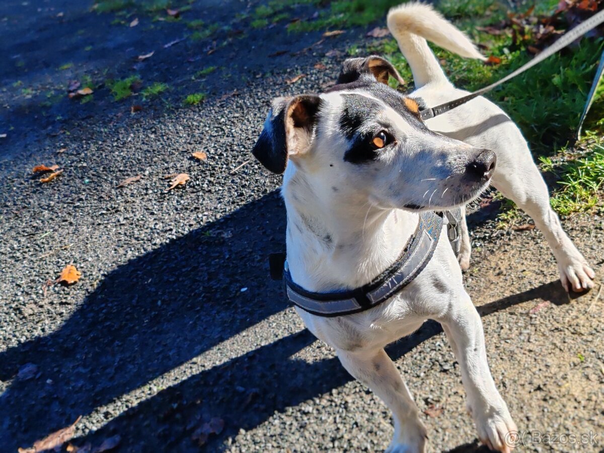 Jack Russel na krytie - 3