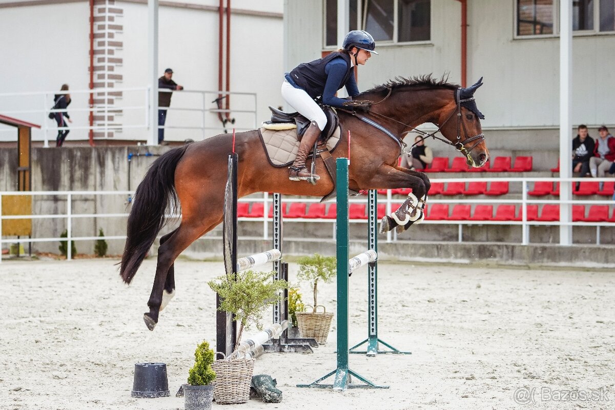 Nová cena nádherná 14r. kobyla na predaj - 3