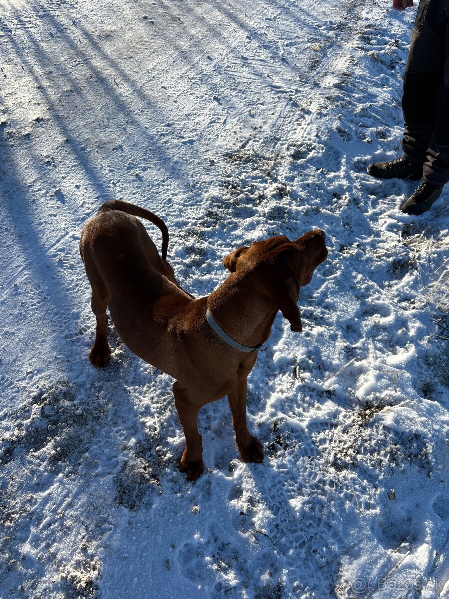 madarska vyzla na krytie - 3