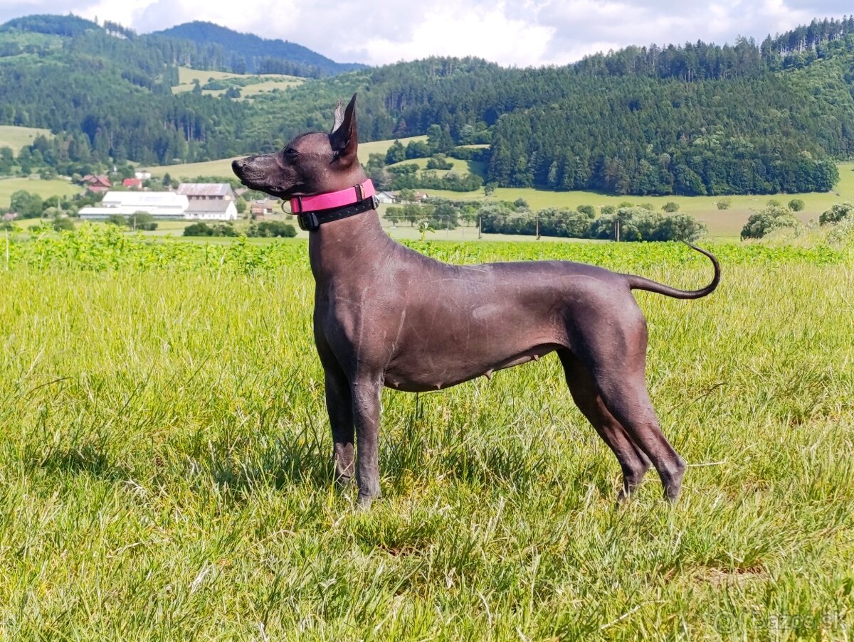 Peruánsky a Mexický naháč - 3