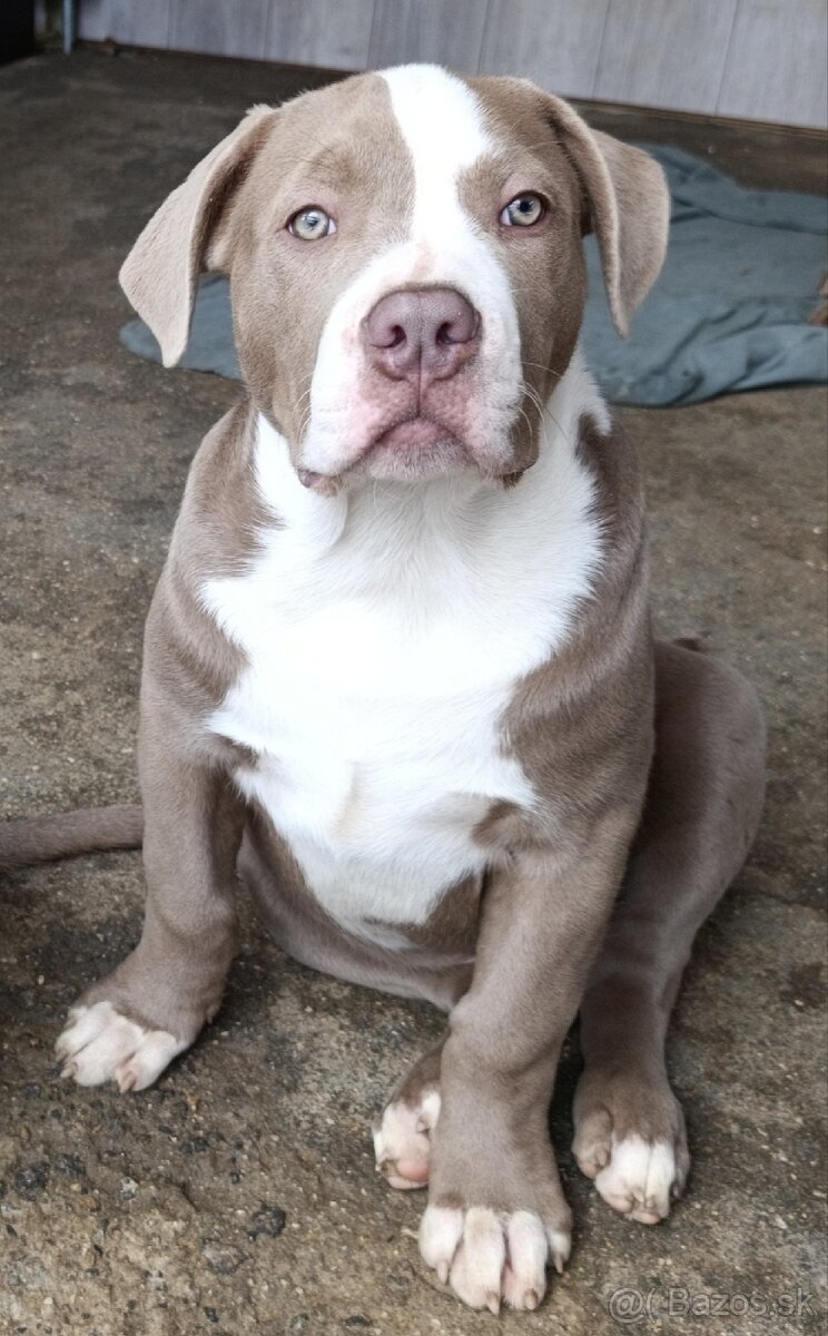 Pejsek American bully xl xxl - 3