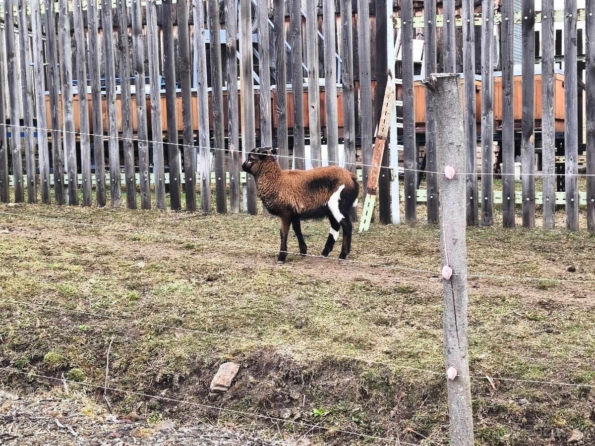 Predám Kamerunske ovce - 3