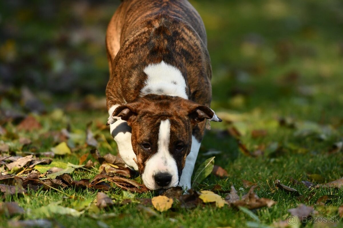 Americký stafordšírsky teriér s PP - 3