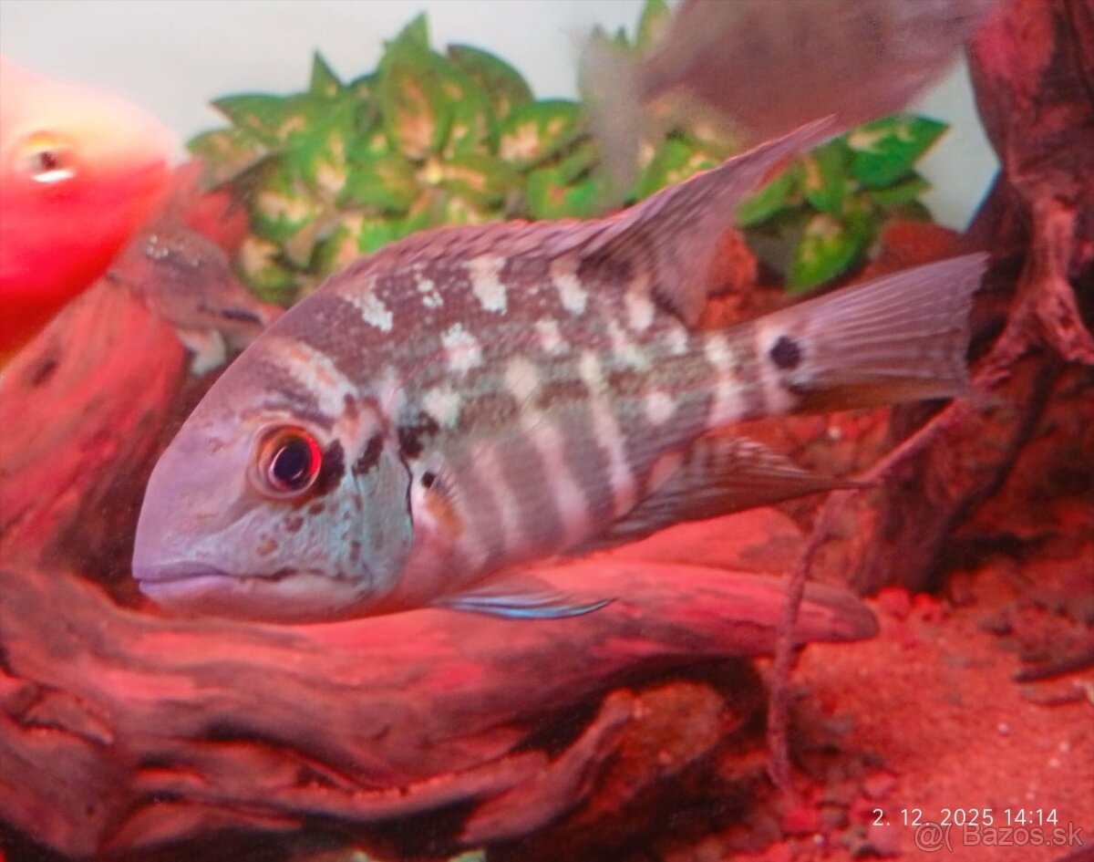 lemon oscar +mix - 3