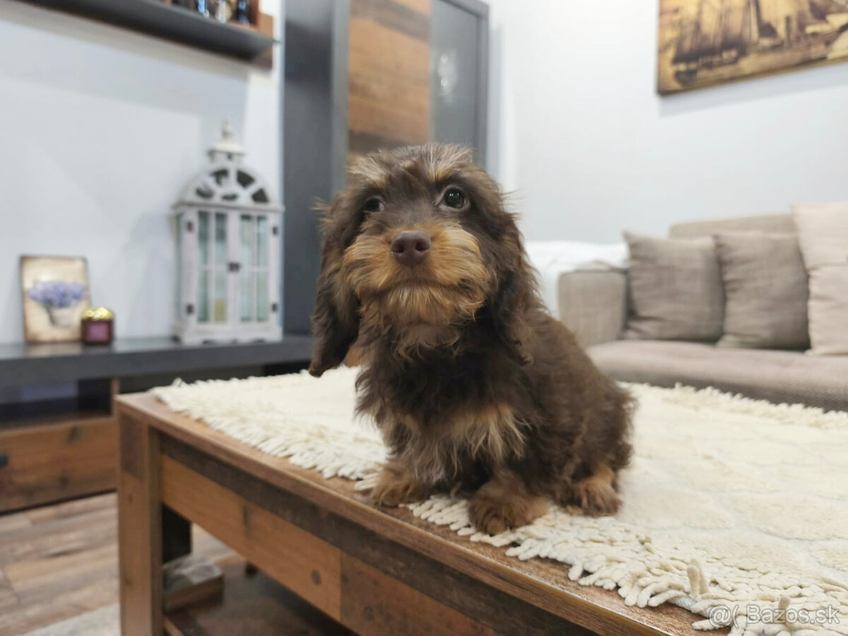 jazvečík trpasličí králičí - 3