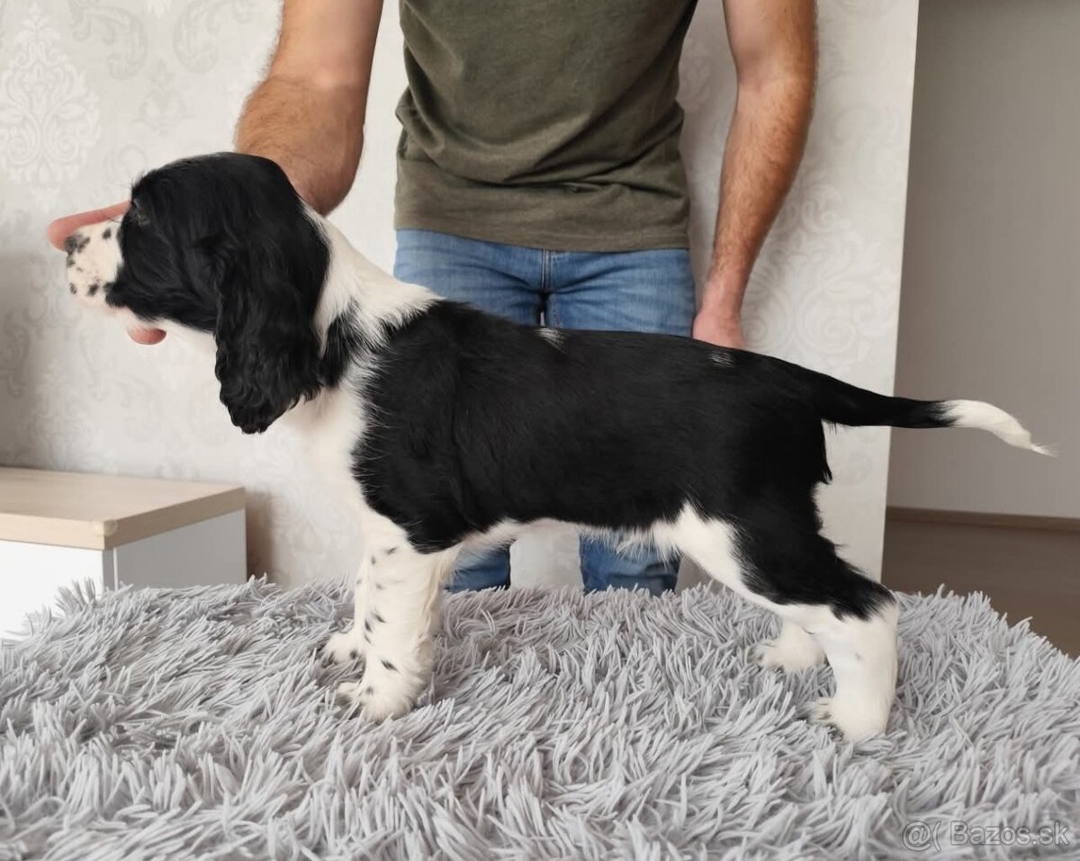 Anglicky špringeršpaniel šteniatko pes s PP - 3