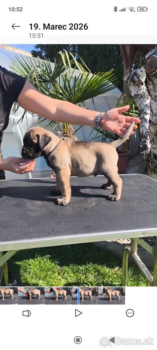 Bulmastif/ Bullmastiff s PP - 3