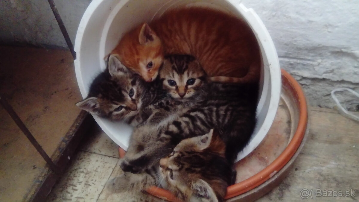 Darujem mačiatka - 3