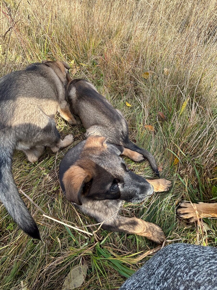 Šteniatka nemeckého ovčiaka - 3